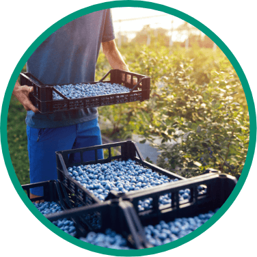 https://chaucerfoods.com/wp-content/uploads/2022/05/blueberries.png