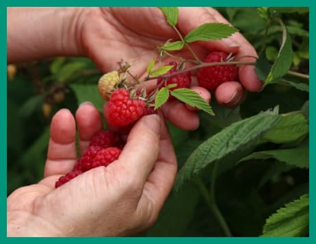 https://chaucerfoods.com/wp-content/uploads/2022/05/picking-strawberries.jpg